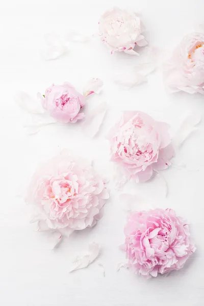 Hermoso rosa peonía flor fondo —  Fotos de Stock