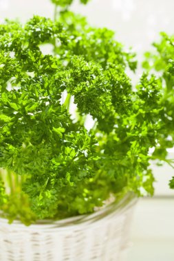 taze maydanoz ot penceresinde beyaz tencerede