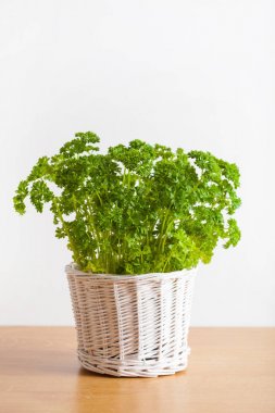 Beyaz tencerede taze maydanoz ot