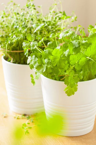 Coriandre fraîche et herbes de thym dans des pots blancs — Photo