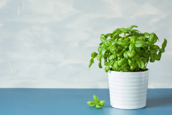 Basi segar herbal dalam pot — Stok Foto