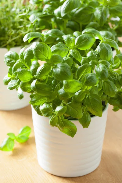 Fresh basi and thymel herb in pot — Stock Photo, Image