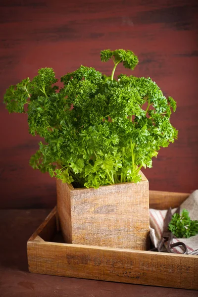 Herb świeżej pietruszki w garnku drewnianym — Zdjęcie stockowe