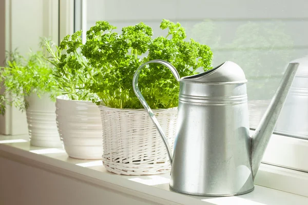 Herbe de persil frais en pot blanc sur la fenêtre — Photo