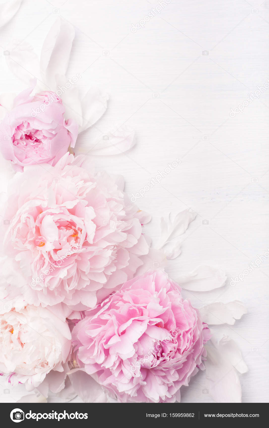 Beautiful Pink Peony Flower Background Stock Photo By C Duskbabe