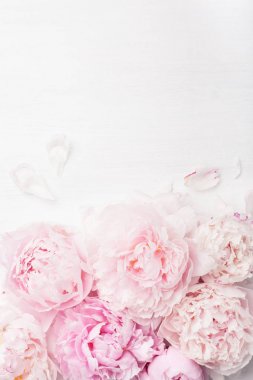Güzel pembe şakayık çiçeği arka planı