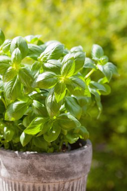 Bahçedeki saksıda taze fesleğen