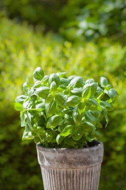 Bahçedeki saksıda taze fesleğen
