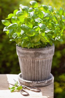 Bahçedeki saksıda taze fesleğen