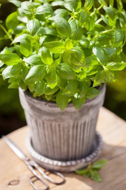 Bahçedeki saksıda taze fesleğen