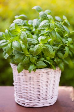 Bahçedeki saksıda taze fesleğen