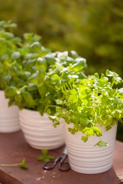 Bahçede taze fesleğen maydanozu ve naneli otlar