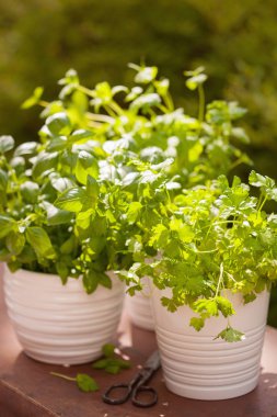 Bahçede taze fesleğen maydanozu ve naneli otlar