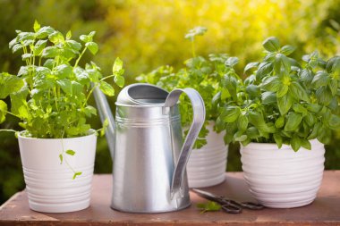 Bahçede taze fesleğen maydanozu ve naneli otlar