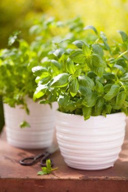 Bahçede taze fesleğen maydanozu ve naneli otlar