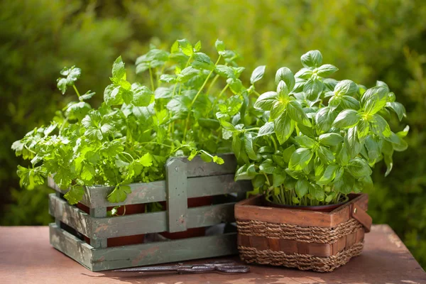 Frische Basilikum Petersilie Minzkräuter im Garten — Stockfoto