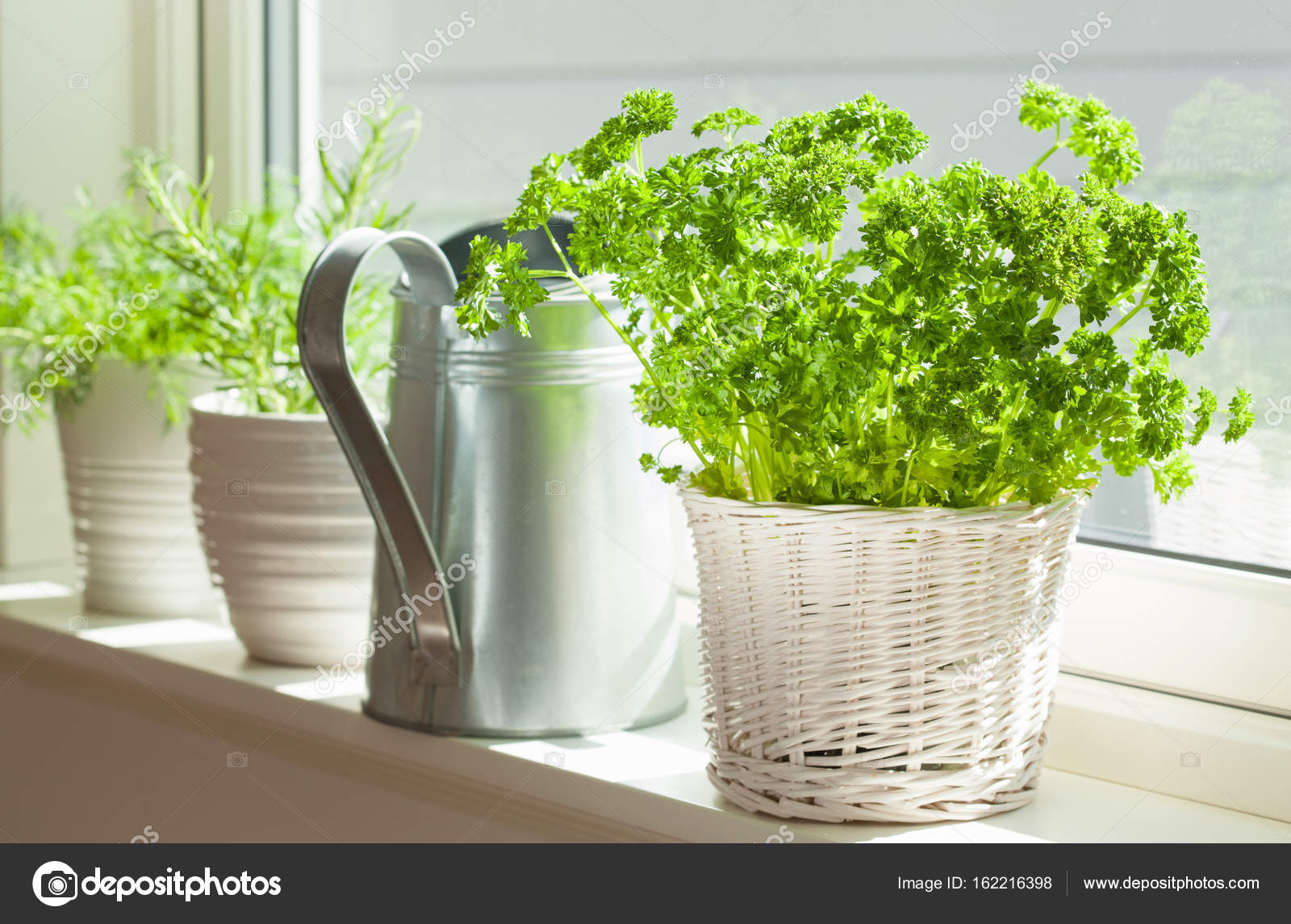 Пряные травы в горшках. Огород на подоконнике. Руккола на гидропонике. Как вырастить растения в комнате. Как вырастить растения в комнате.