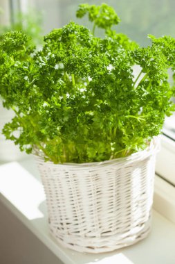 taze maydanoz ot penceresinde beyaz tencerede