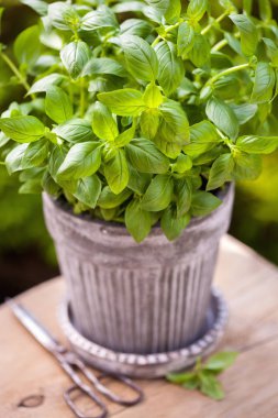 Bahçedeki saksıda taze fesleğen