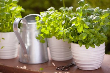 Bahçede taze fesleğen maydanozu ve naneli otlar