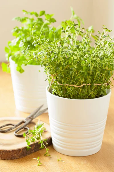 Fresh thyme herb in white pot — Stock Photo, Image