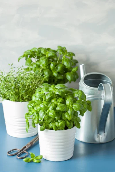 taze fesleğen ve kekik otlar, sulama