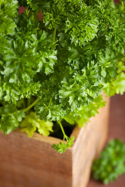 Herb świeżej pietruszki w garnku drewnianym — Zdjęcie stockowe