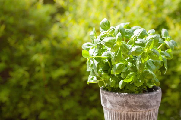 Herbe de basilic frais en pot de fleurs dans le jardin — Photo