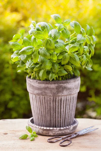 Bahçedeki saksıda taze fesleğen