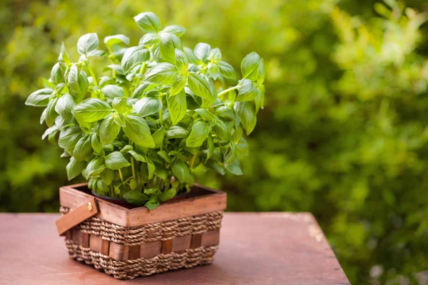 Bahçedeki saksıda taze fesleğen