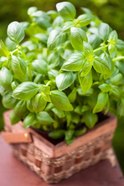 Fresh basil herb in flowerpot in garden — Stock Photo, Image