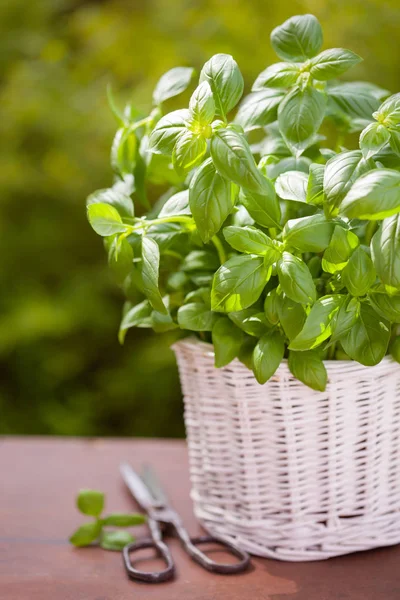 Bahçedeki saksıda taze fesleğen