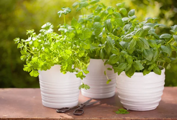 Fresh basil parsley mint herbs in garden — Stock Photo, Image