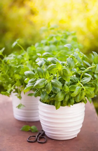 Fresh basil parsley mint herbs in garden — Stock Photo, Image