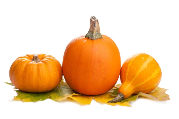 Decorative pumpkins and autumn leaves isolated — Stock Photo, Image