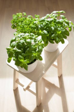 tencerede taze fesleğen ve maydanoz ot