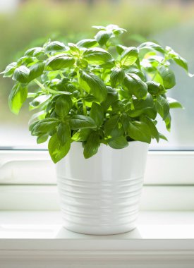 taze fesleğen bitki tencerede penceresinde