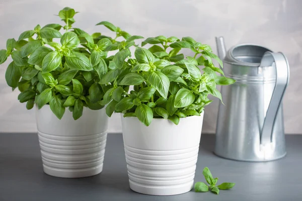 Friss bazsalikom herb pot — Stock Fotó