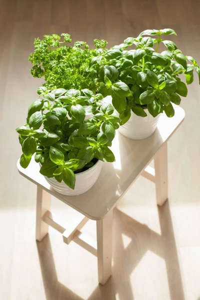 tencerede taze fesleğen ve maydanoz ot