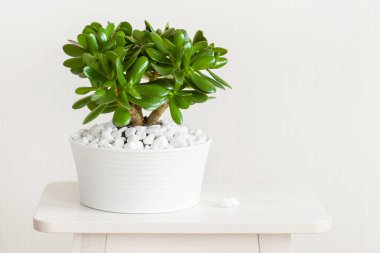 ev bitkisi Crassula ovata yeşim taşı, beyaz tencereye para ağacı dikin.