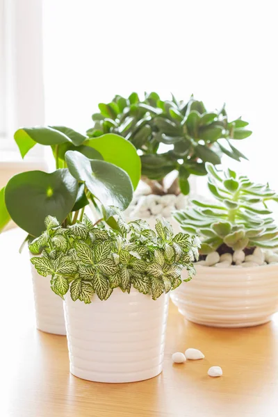 Houseplants fittonia albivenis, peperomia, crassula ovata, echev — Stock Photo, Image