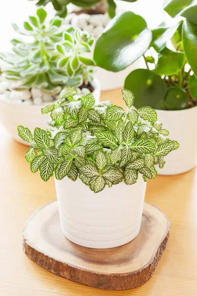 Fittonia albivenis, peperomia, echeveria — Fotografia de Stock