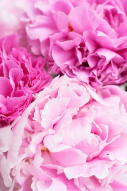 Güzel pembe şakayık çiçeği arka planı