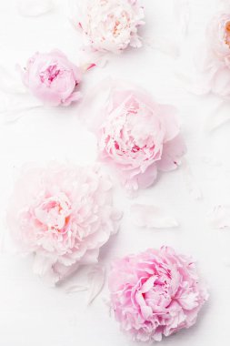 Güzel pembe şakayık çiçeği arka planı