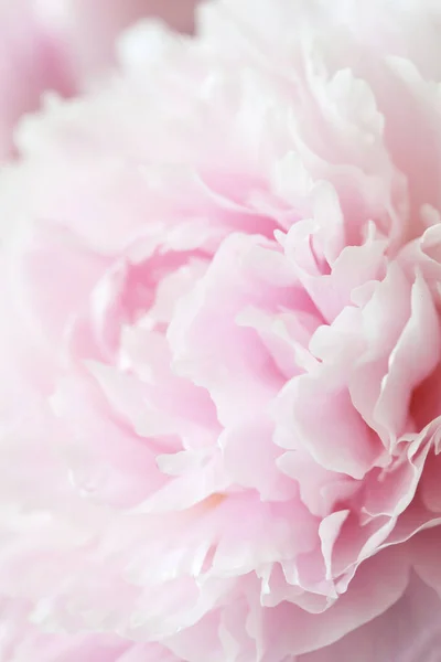 美しいピンク牡丹の花の背景 — ストック写真