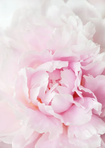 Beautiful pink peony flower background — Stock Photo, Image