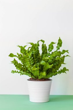 houseplant Asplenium nidus in white pot clipart
