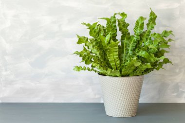 saksı houseplant Asplenium nidus