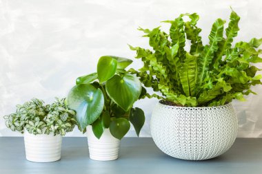 houseplant Asplenium nidus, peperomia ve saksının içinde fittonia