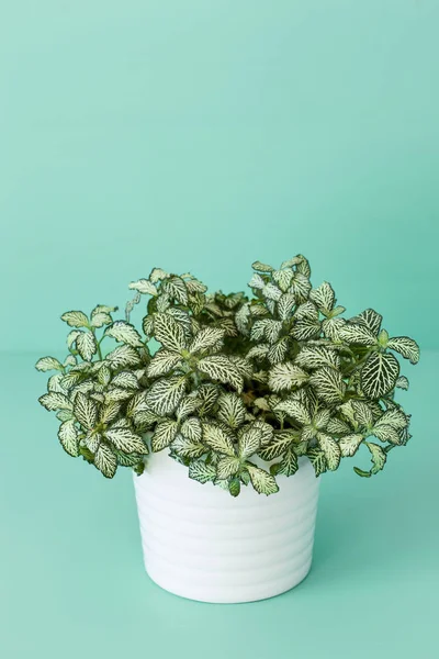 Houseplant fittonia albivenis beyaz tencerede — Stok fotoğraf